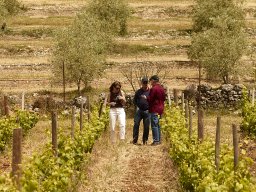 Festival Mar de Tethys 2026 - Bodega Vetas